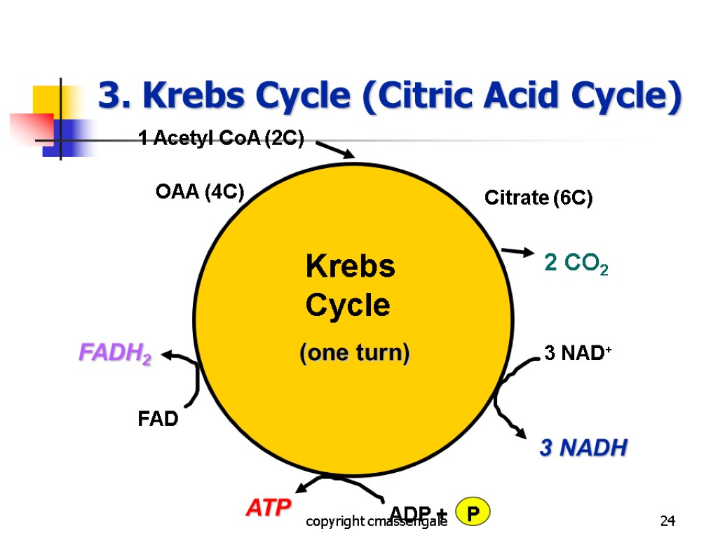 24 3. Krebs Cycle (Citric Acid Cycle) copyright cmassengale